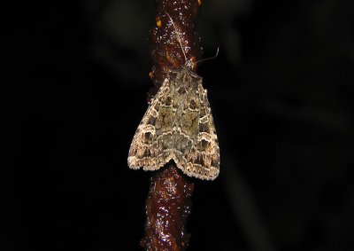 3056   Naenia typica  4096.jpg