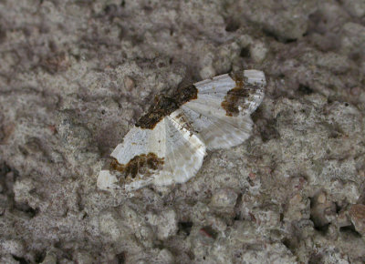 2183   Ligdia adustata  8978.jpg