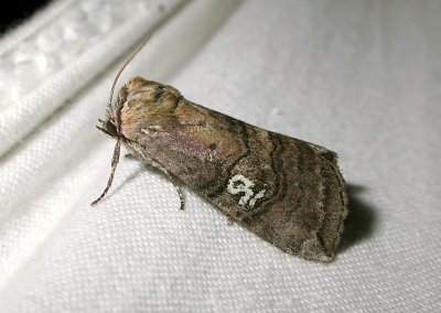 2158 Tethea ocularis 0593.jpg