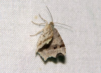 2185   Macaria alternata  6603.jpg