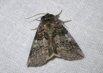 2159 Tethea or 7811.jpg
