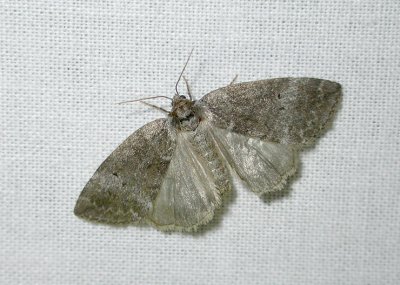 2161 Ochropacha duplaris 9488.jpg