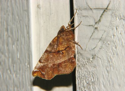 2211 Selenia dentaria 1980.jpg
