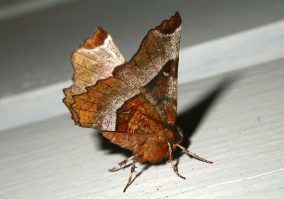 2213 Selenia tetralunaria 7230.jpg