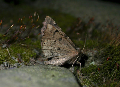 2214 Odontopera bidentata 7926.jpg