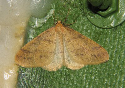 2228   Agriopis aurantiaria  9835.jpg