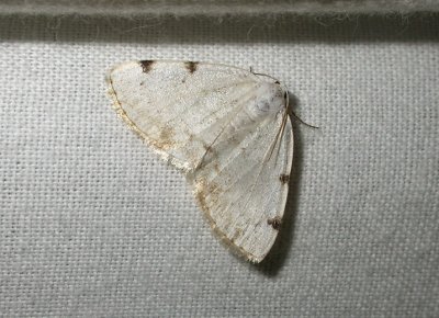 2252   Lomographa bimaculata  9645.jpg