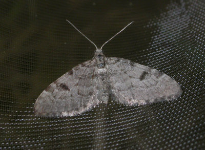 2485   Eupithecia conterminata  7189.jpg