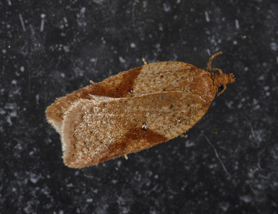 1261 Acleris ferrugana 2569.jpg
