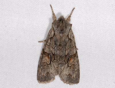 2770 Lithophane furcifera 2564.jpg