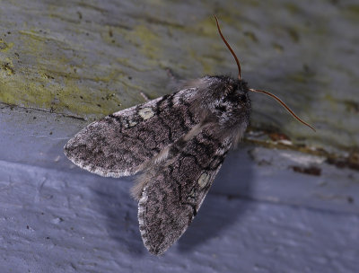2164 Achlya flavicornis 2571.jpg