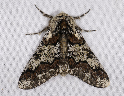 2225 Biston strataria 2582.jpg