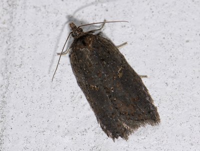 1256 Acleris hastiana 2620.jpg