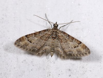 2486   Gymnoscelis rufifasciata  2752.jpg