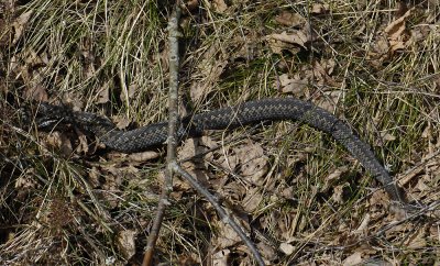 Vipera berus 3029.jpg