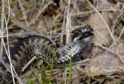 Vipera berus  3168.jpg