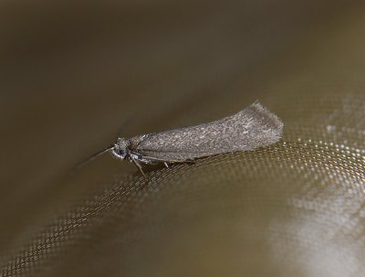 0901   Amphisbatis incongruella  3178.jpg