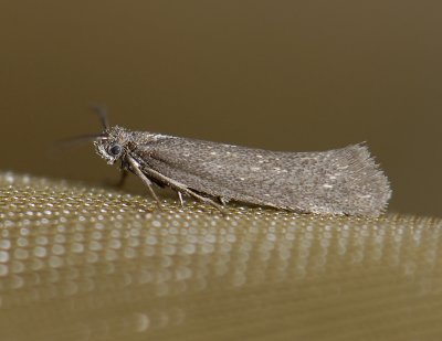 0901   Amphisbatis incongruella  3182.jpg