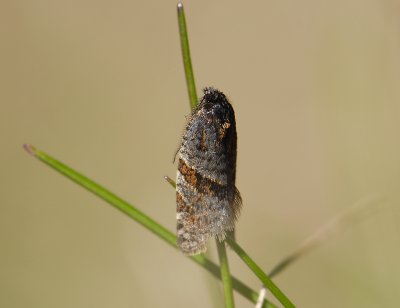 1303   Philedonides lunana  3382.jpg
