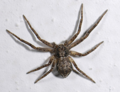 spider  2989.jpg