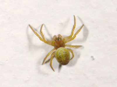 spider  3223.jpg