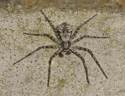 spider  3416.jpg