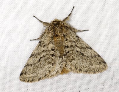 2221   Lycia hirtaria  3400.jpg