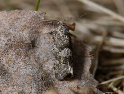 1455   Epinotia pygmaeana  2964.jpg