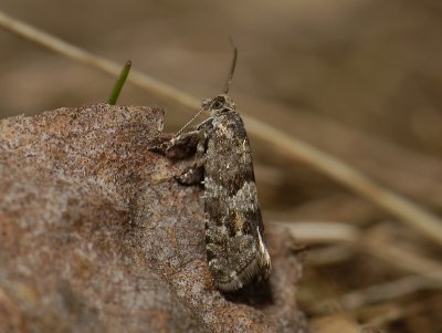 1455   Epinotia pygmaeana  2966.jpg