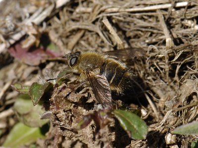 insect  3297.jpg