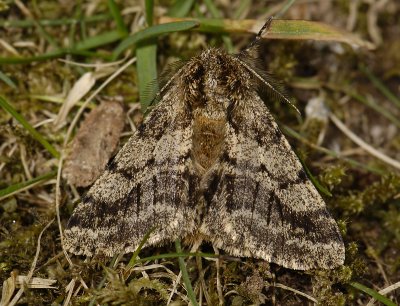 2221 Lycia hirtaria 3453.jpg