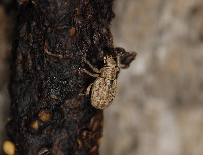 insect 3483.jpg