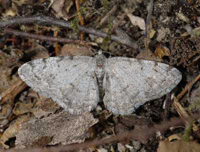 2247   Aethalura punctulata  3510.jpg