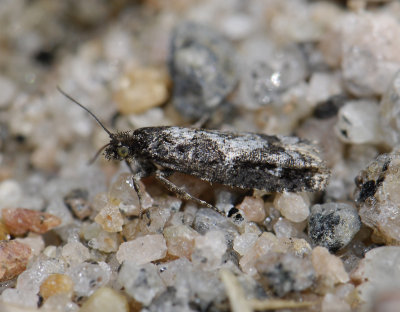 1450 Epinotia crenana 3657.jpg