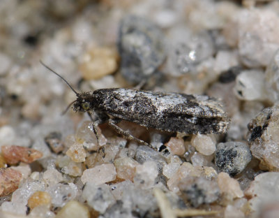 1450   Epinotia crenana  3657.jpg