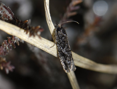 1450   Epinotia crenana  3602.jpg