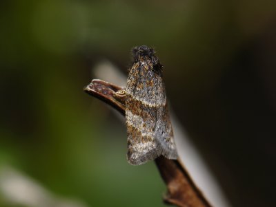 1303   Philedonides lunana  3647.jpg