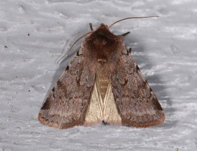 3054   Cerastis rubricosa  3704.jpg