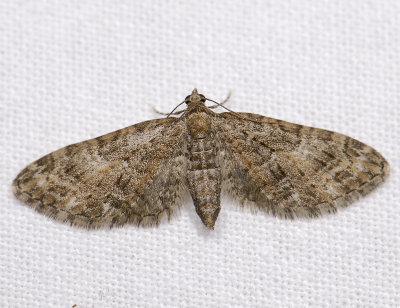 2479   Eupithecia abbreviata  3768.jpg