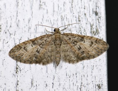 2479   Eupithecia abbreviata  3771.jpg