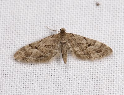 2482   Eupithecia lanceata  3795.jpg