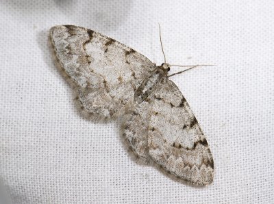 2247 Aethalura punctulata 3825.jpg