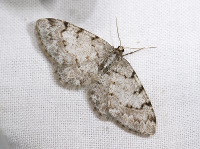 2247   Aethalura punctulata  3825.jpg