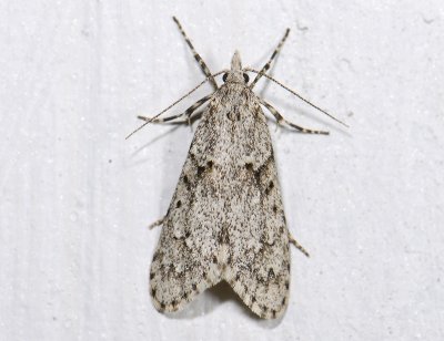 0689   Diurnea fagella  3735.jpg