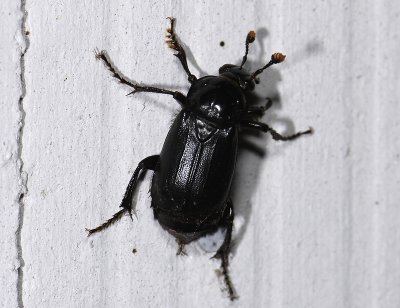 bug 3740.jpg