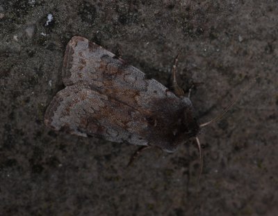3054 Cerastis rubricosa 3731.jpg