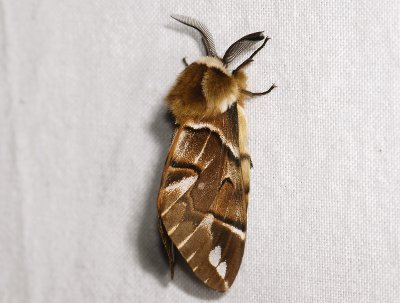1952   Endromis versicolora  3875.jpg