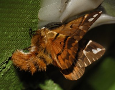 1952   Endromis versicolora  3915.jpg