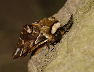 1952   Endromis versicolora  3921.jpg