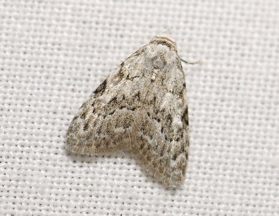 3081 Nola confusalis 3952.jpg